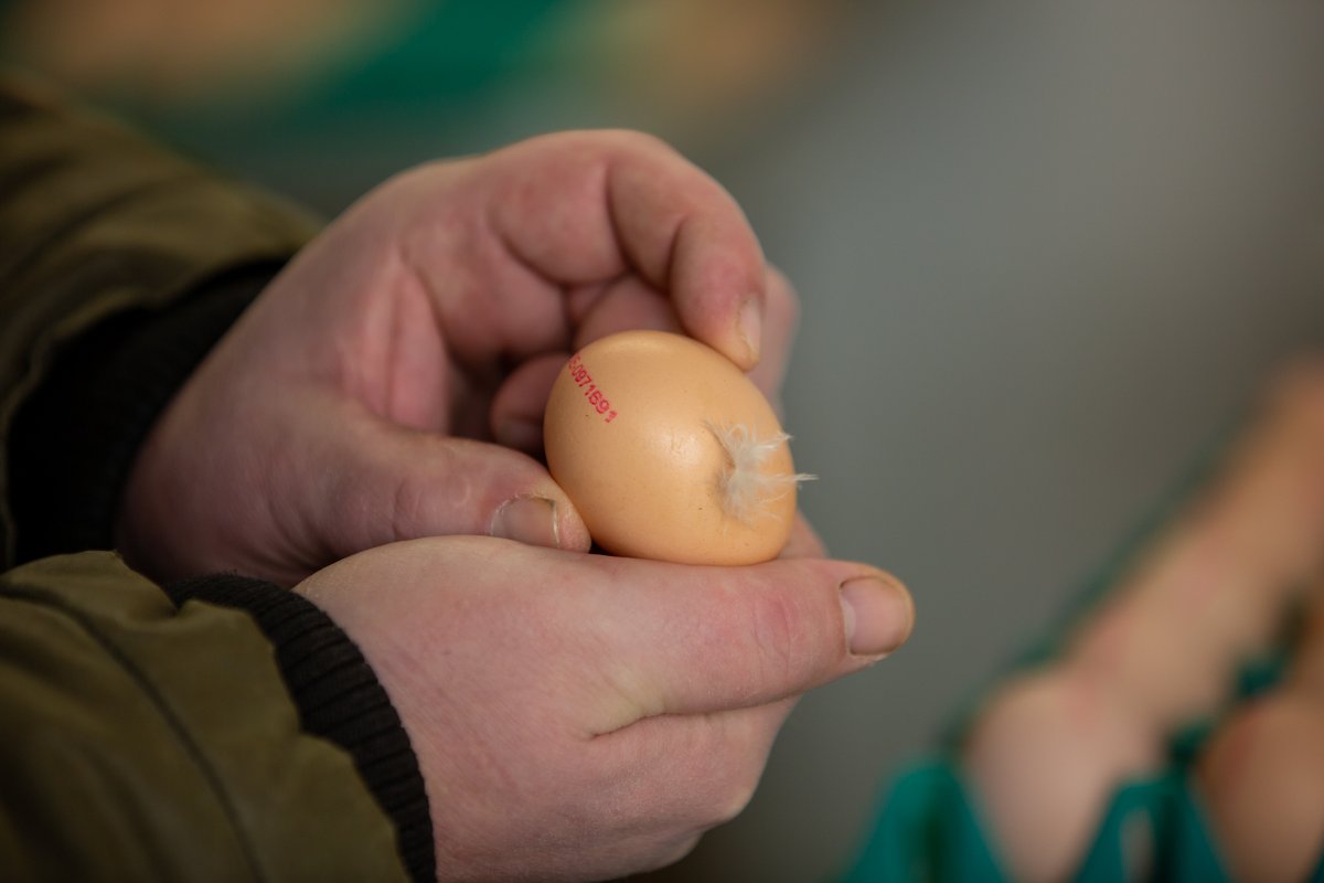 frische Bio-Eier von biovum Salgen